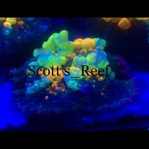 Meet your Posher, Scott